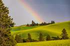 USA-Washington State-Palouse-Colfax Green fields of wheat Pine trees Rainbow Art Print